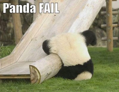 Humour : Panda du jour Stupid-panda